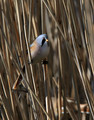 Brkata_sinica_Bearded_tit_Panurus_biarmicus_Timalije_Timaliidae_04.jpg