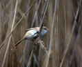 Brkata_sinica_Bearded_tit_Panurus_biarmicus_Timalije_Timaliidae_05.jpg